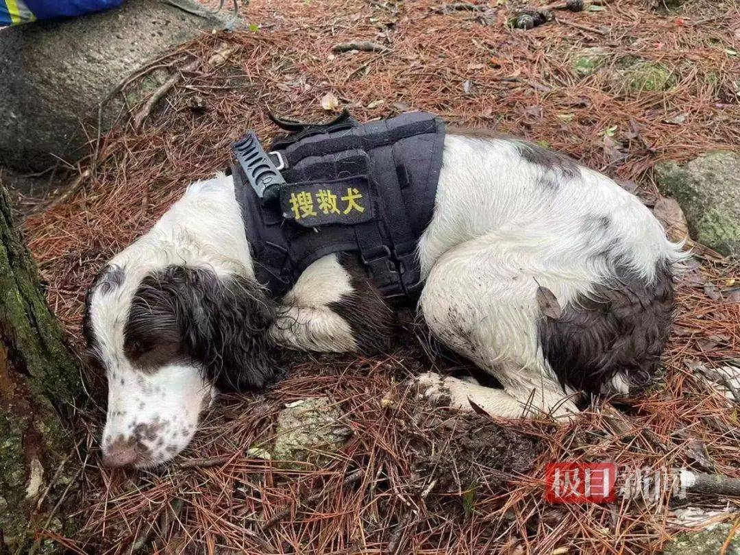 welcome皇冠注册
_2只搜救犬受伤welcome皇冠注册
！发现福建8岁失踪男孩的脚印和糖纸？搜救人员回应